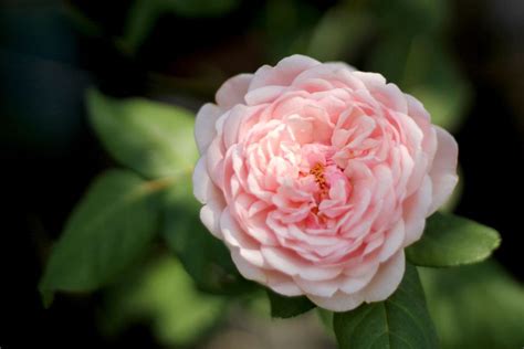 tudor white rose|tudor roses for garden.